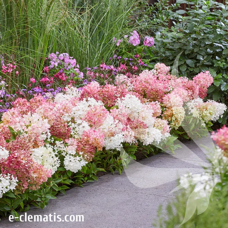 hydrangea-groundbreaker-blush-2-e-clematis.webp