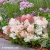 hydrangea-groundbreaker-blush-3-e-clematis.webp