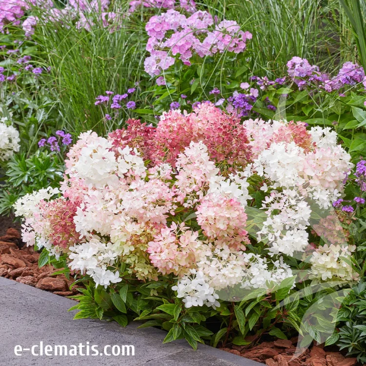 hydrangea-groundbreaker-blush-3-e-clematis.webp
