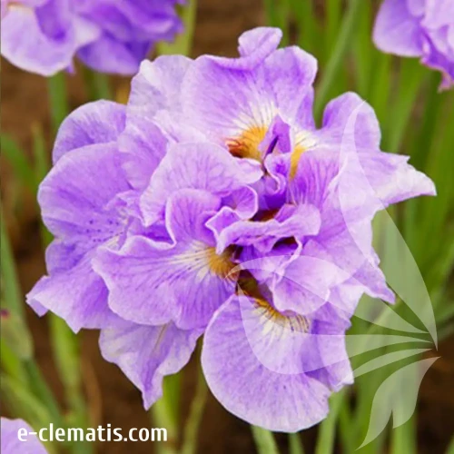 iris-sibirica-having-fun-1-e-clematiss.webp