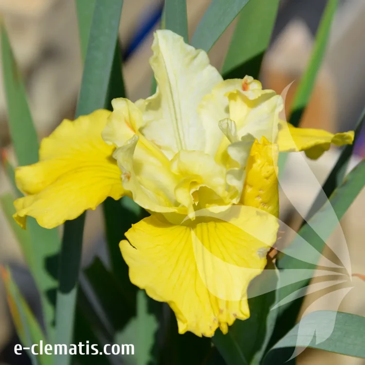 iris-summer-reveals-e-clematis.webp
