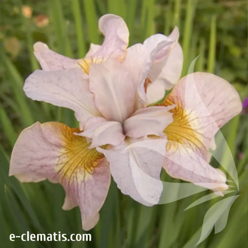 iris-sibirica-lemon-veil-1-e-clematis.webp