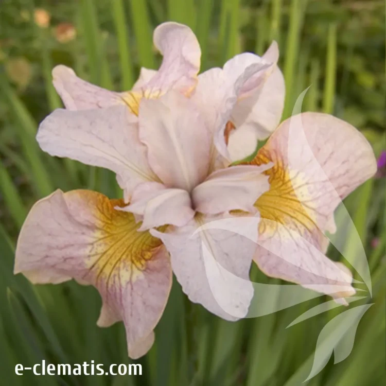 iris-sibirica-lemon-veil-1-e-clematis.webp