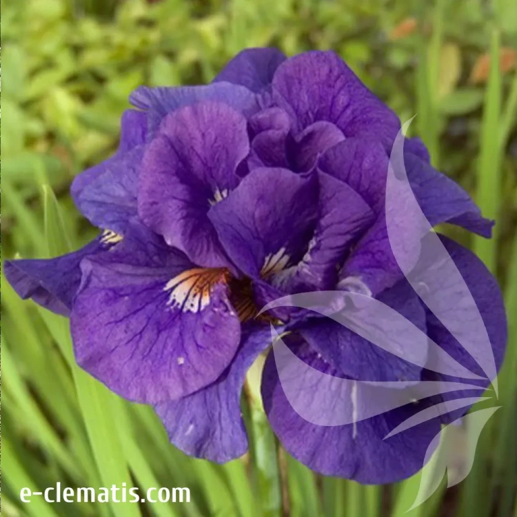 iris-sibirica-kabluey-1-e-clematis.webp