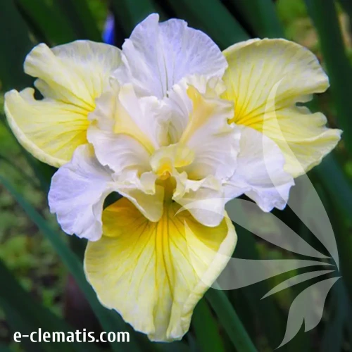 iris-sibirica-yellow-tail-1-e-clematis.webp
