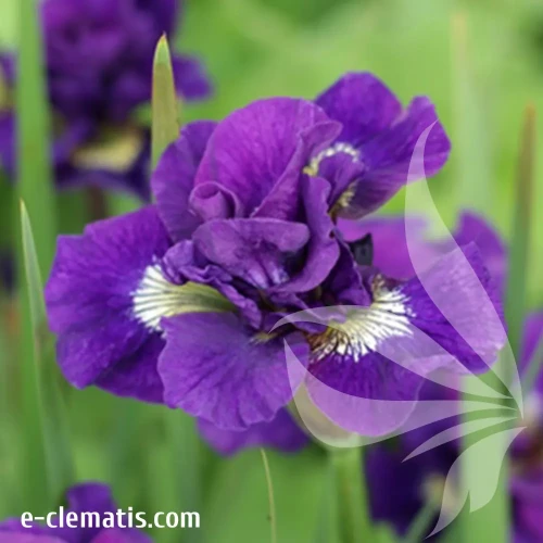 iris-sibirica-kaboom-1-e-clematis.webp