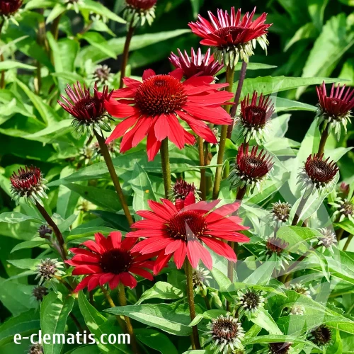 echinacea-pearl-deep-red-1-e-clematis.webp