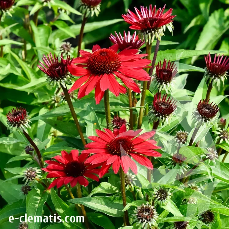 echinacea-pearl-deep-red-1-e-clematis.webp