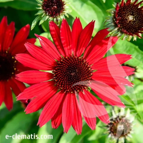 echinacea-pearl-deep-red-2-e-clematis.webp