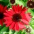 echinacea-pearl-deep-red-2-e-clematis.webp