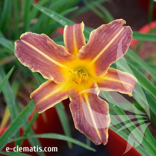 henerocallis---everydaylily-red-rib.webp