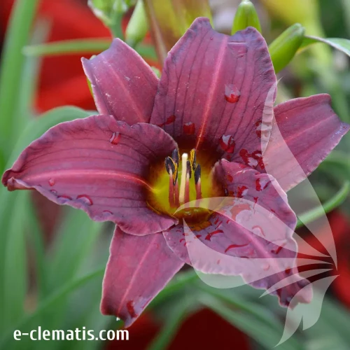 hemerocallis-renie-fanfare-2-e-clematis.webp