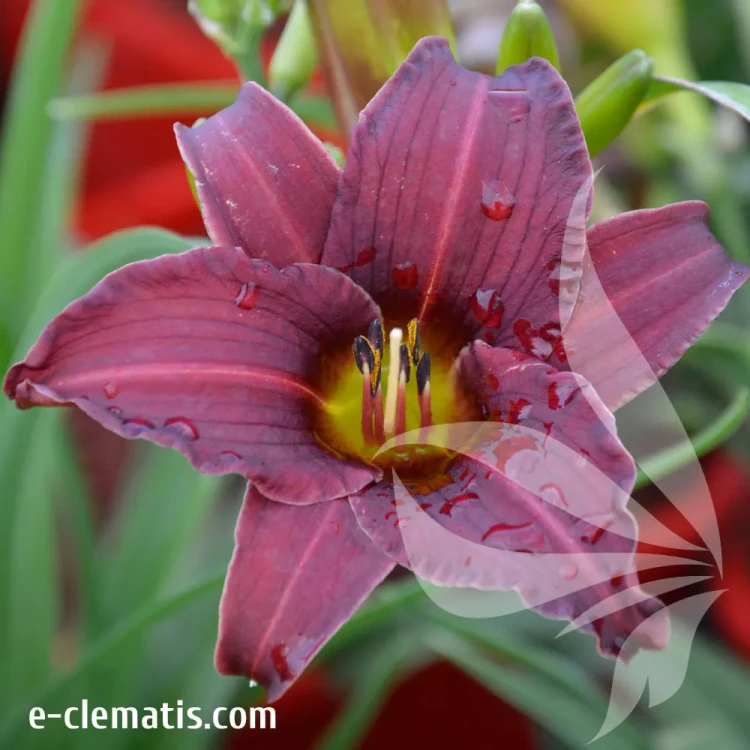 hemerocallis-renie-fanfare-2-e-clematis.webp