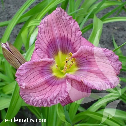 hemerocallis-siloam-new-toy-1-e-clematis.webp