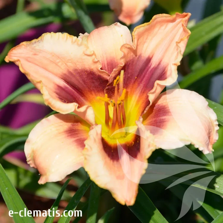 hemerocallis-janice-brown-2-e-clematis.webp