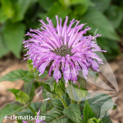 monarda-hybrida-sugar-buzz-blue-moon-1-e-clematis.jpg
