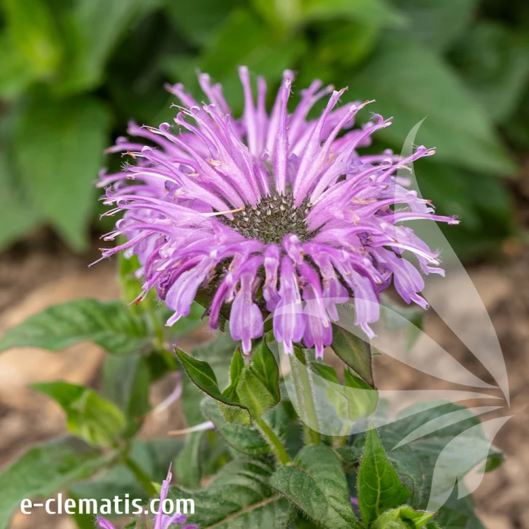 monarda-hybrida-sugar-buzz-blue-moon-1-e-clematis.jpg