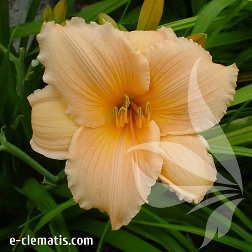 hemerocallis-bali-hai-1-e-clematis.webp