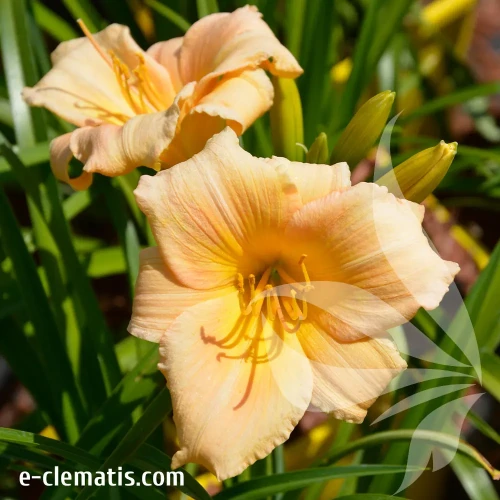hemerocallis-bertie-ferris-3-e-clematis.webp