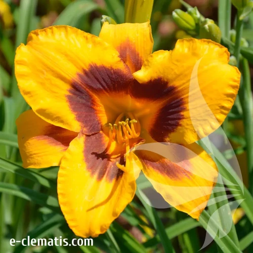 hemerocallis-black-eyed-susan-e-clematis.webp