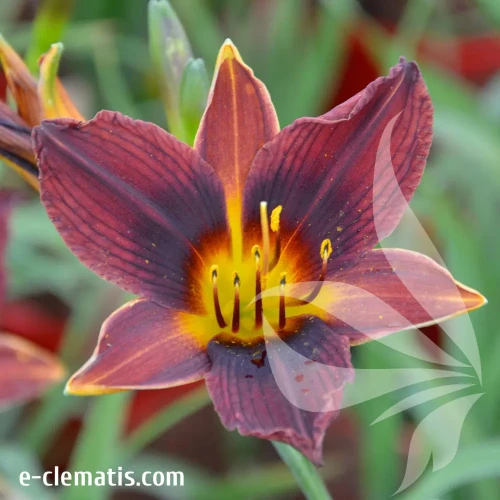 hemerocallis-blak-prince-e-clematis.webp