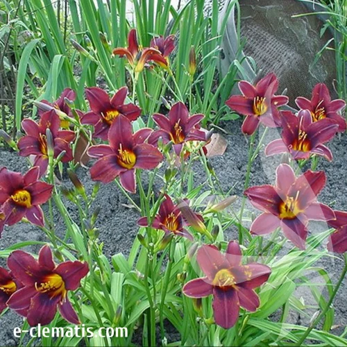 hemerocallis-black-prince-1-e-clematis.webp