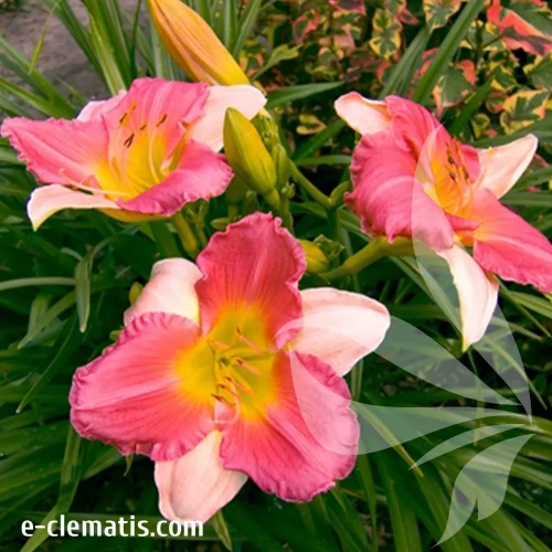 hemerocallis-final-touch-1-e-clematis.webp