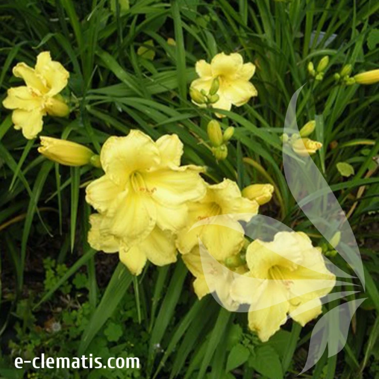 hemerocallis-fragrant-reflections-1-e-clematis.webp