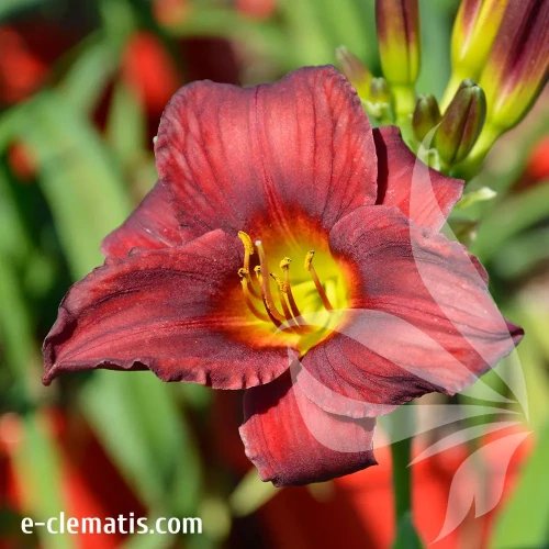 hemerocallis-gipsy-turtle-2-e-clematis.webp