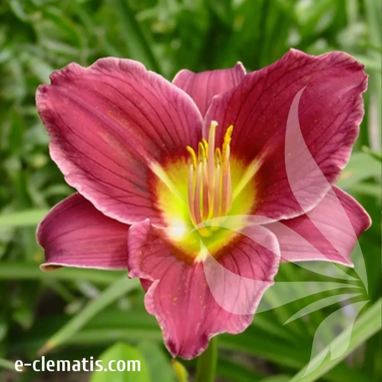 hemerocallis-little-missy-1-e-clematis.webp