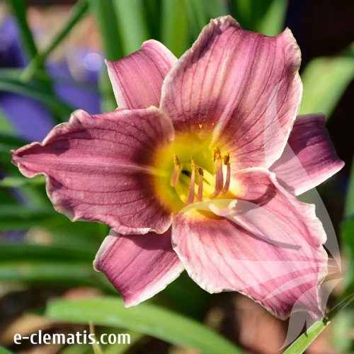hemerocallis-little-missy-2-e-clematis.webp