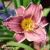 hemerocallis-little-missy-2-e-clematis.webp