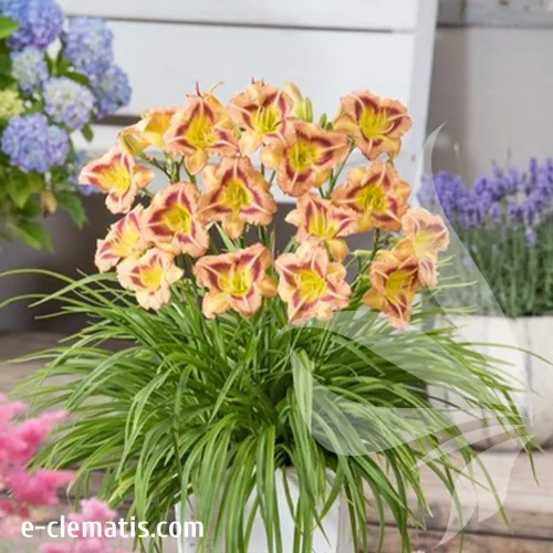 hemerocallis-london-eye-1-e-clematis.webp