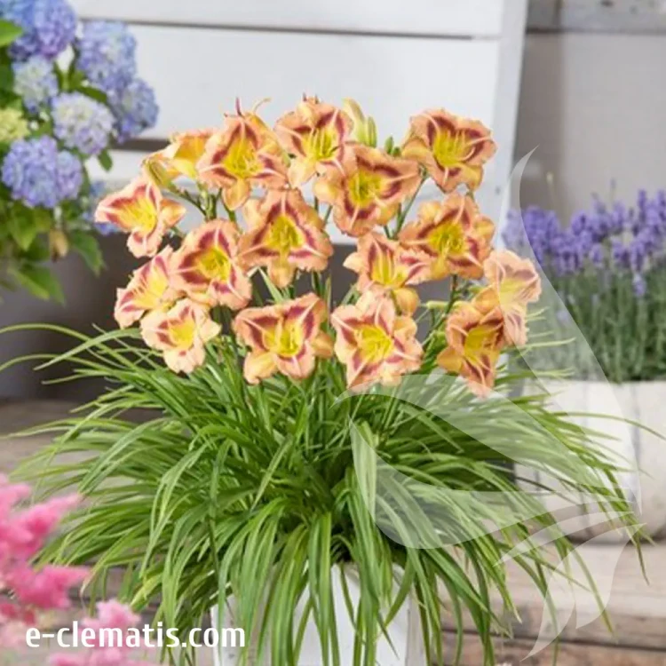 hemerocallis-london-eye-1-e-clematis.webp