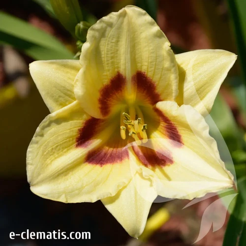 hemerocallis-longfields-angel-2-e-clematis.webp