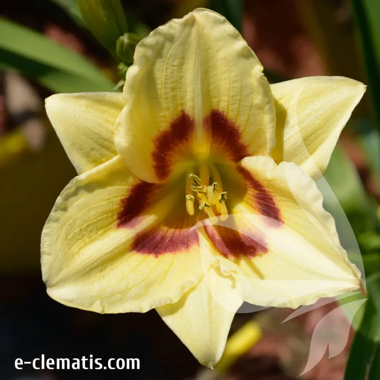 hemerocallis-longfields-angel-2-e-clematis.webp