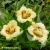 hemerocallis-longfields-angel-1-e-clematis.webp