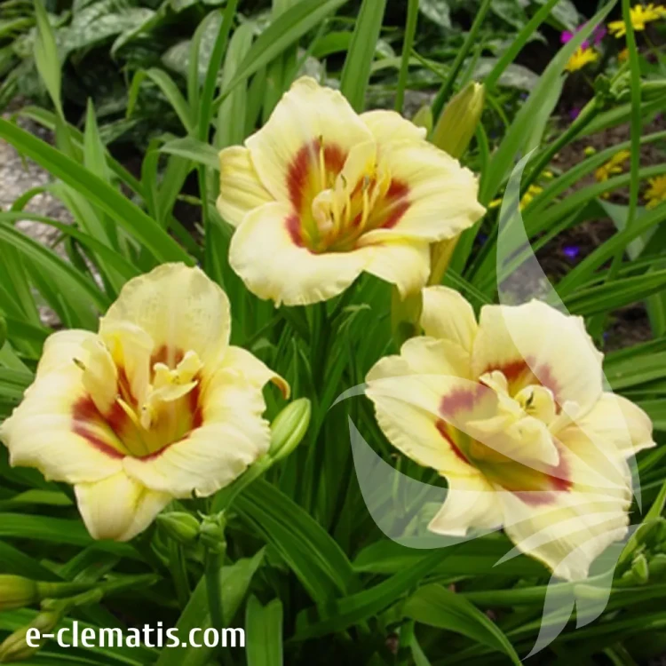 hemerocallis-longfields-angel-1-e-clematis.webp