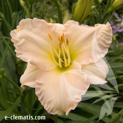 hemerocallis-lullaby-baby-1-e-clematis.webp