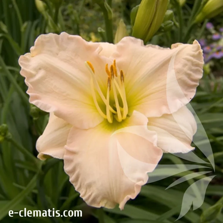 hemerocallis-lullaby-baby-1-e-clematis.webp