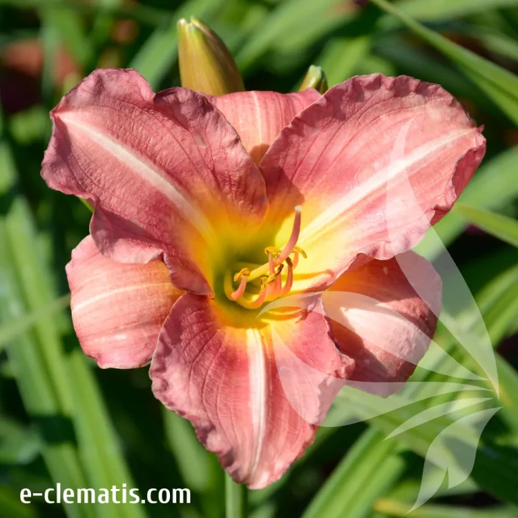 hemerocallis-matrousjka-2-e-clematis.webp