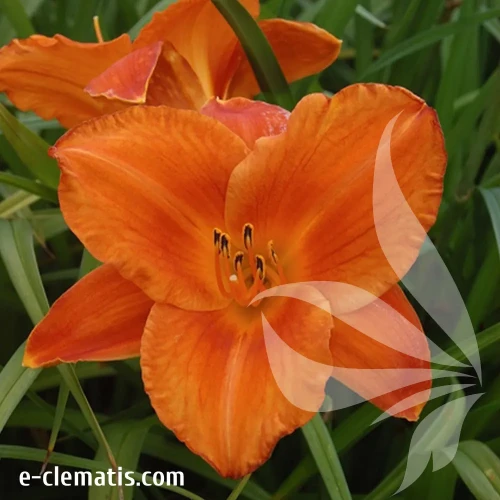 hemerocallis-mauna-loa-1-e-clematis.webp
