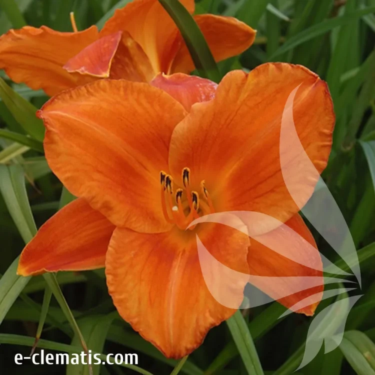 hemerocallis-mauna-loa-1-e-clematis.webp