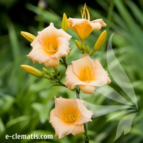 hemerocallis-mini-pearl-1-e-clematis.webp