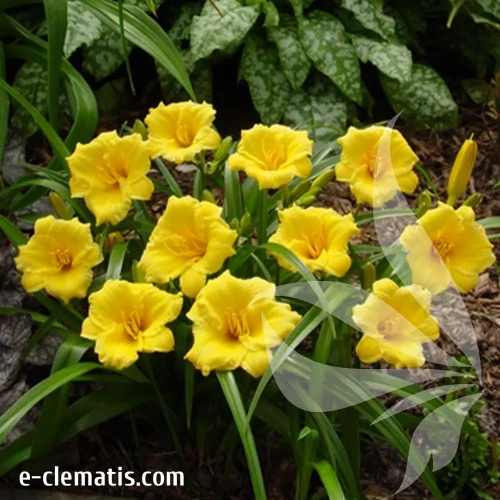 hemerocallis-mini-stella-1-e-clematis.webp