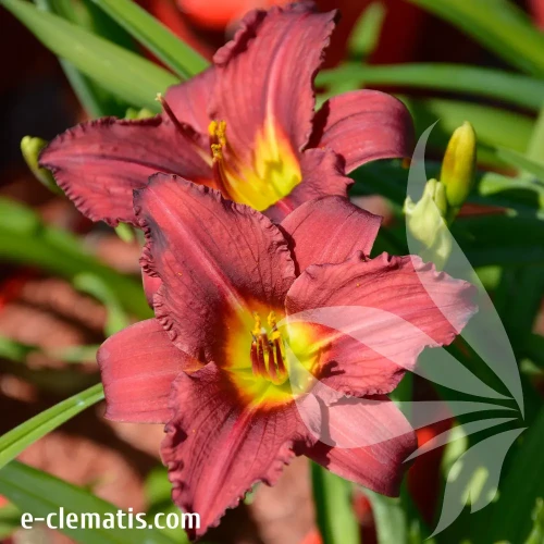 hemerocallis-pardon-me-2-e-clematis.webp