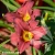 hemerocallis-pardon-me-2-e-clematis.webp