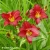hemerocallis-pardon-me-1-e-clematis.webp