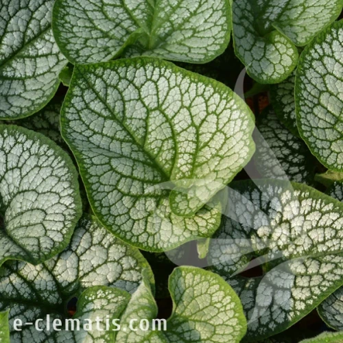 Brunnera macrophylla Sea Heart.webp