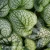 Brunnera macrophylla Sea Heart.webp